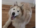 Adopt Momo a Alaskan Malamute, Siberian Husky