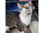 Adopt Boe a Domestic Short Hair