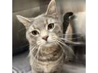 Adopt Buttons a Domestic Short Hair