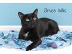 Adopt Bruce Willis a Domestic Short Hair