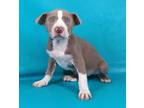 Adopt Lambert a Pit Bull Terrier, Mixed Breed