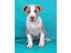 Adopt Ludwig a Pit Bull Terrier, Mixed Breed