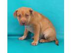 Adopt Leopold a Pit Bull Terrier, Mixed Breed