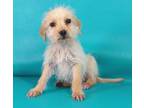 Adopt Freddy a Shih Tzu, Labrador Retriever