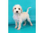 Adopt Forrest a Shih Tzu, Labrador Retriever