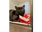 Adopt Boo a Domestic Short Hair