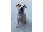 Adopt Reese a Hound, Mixed Breed