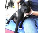 Adopt Batman a Labrador Retriever