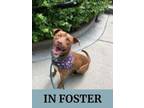 Adopt Honey Bun a Pit Bull Terrier, Mixed Breed