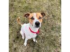 Adopt Queso a Jack Russell Terrier