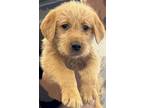 Adopt Pickle a Labrador Retriever