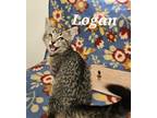 Adopt Logan a Domestic Short Hair