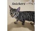 Adopt Snickers a Domestic Short Hair