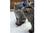 Adopt Gandalf the Grey & His Girlfriend Hun a Domestic Long Hair