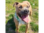 Adopt SAFFRON a American Staffordshire Terrier, Mixed Breed