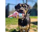 Adopt DOZER a Rottweiler, Mixed Breed