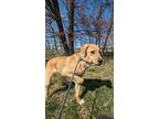 Adopt Reggie a Great Pyrenees, Labrador Retriever