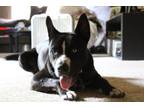 Adopt Oddie a Pit Bull Terrier, Husky