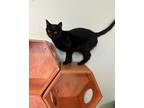 Adopt Cole a Domestic Short Hair