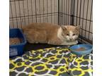 Adopt Conner a Domestic Short Hair