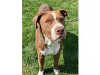 Adopt Oscar a Pit Bull Terrier, Mixed Breed