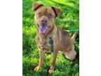 Adopt Keno a Labrador Retriever, Terrier