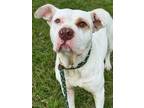 Adopt Keegan a Pit Bull Terrier, Mixed Breed