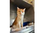 Adopt Orange Creme a Domestic Medium Hair