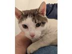 Adopt Claude a Domestic Short Hair