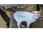 Adopt Van a Domestic Short Hair