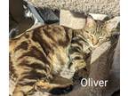 Adopt Oliver a Domestic Short Hair