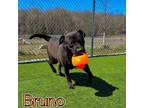 Adopt Bruno a Labrador Retriever, Pit Bull Terrier