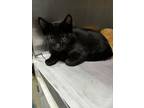 Adopt Jekyll a Domestic Short Hair