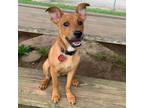 Adopt Quacky a Terrier