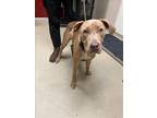 Adopt HOTSHOT a Pit Bull Terrier