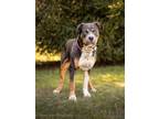 Adopt ROYALTY a Rottweiler, Mixed Breed