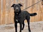 Adopt Wally (foster) a Labrador Retriever