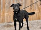 Adopt Wally a Labrador Retriever