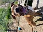 Adopt Diego a Pit Bull Terrier, Mixed Breed