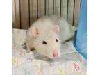 Adopt Stuart 240230 a Rat