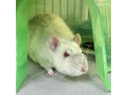Adopt Marley 240182 a Rat