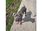 Adopt OX a Pit Bull Terrier