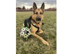 Adopt Max a German Shepherd Dog