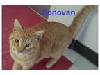 Adopt DONOVAN a Domestic Short Hair