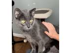 Adopt Luke a Domestic Short Hair