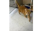 Adopt Marky a Domestic Short Hair