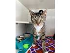 Adopt Muzik a Domestic Short Hair