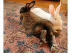 Adopt Snow Pea & Delicata *BONDED PAIR* a Bunny Rabbit