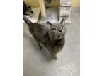 Adopt Blues a Domestic Short Hair