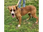 Adopt Michelob a Mixed Breed